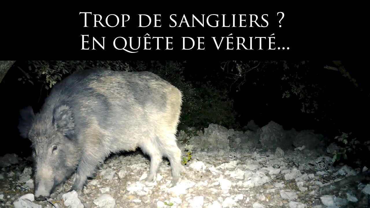 Trop de sangliers ? En quête de vérité...
