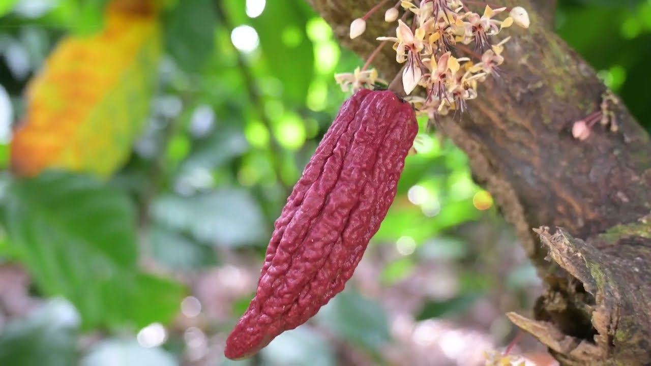REVICACAO: el cacao en Honduras