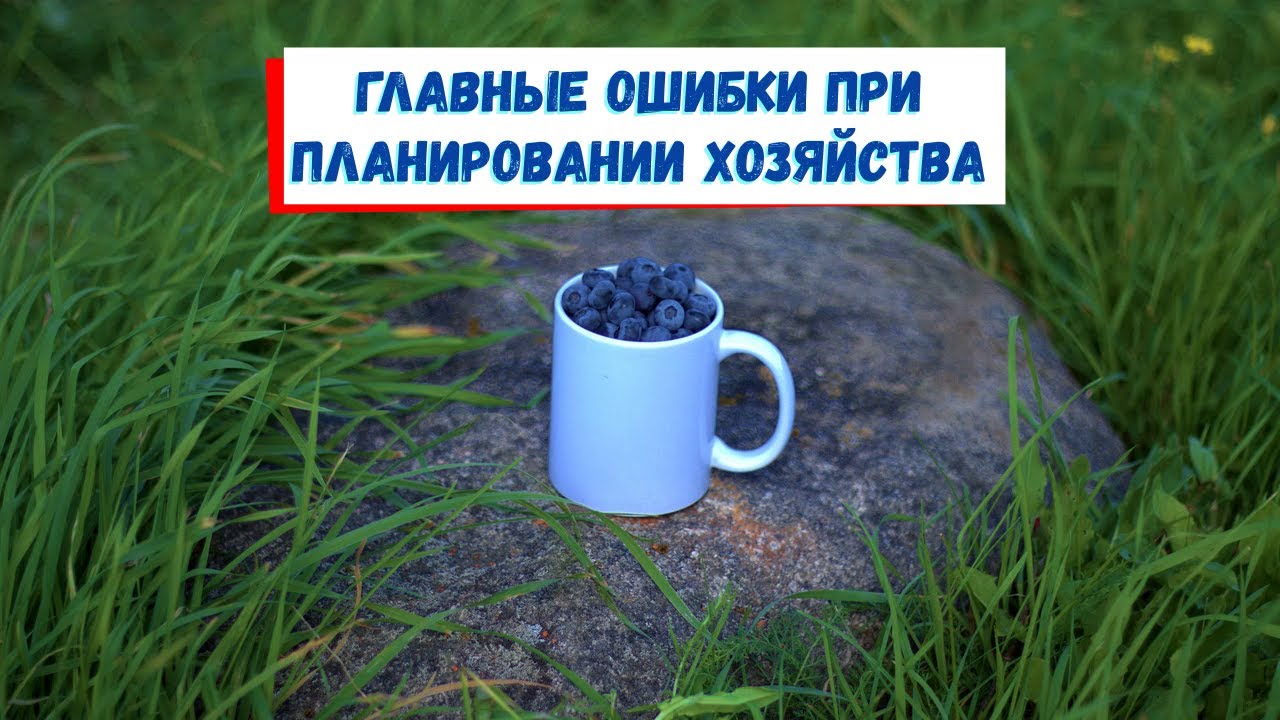 Ошибки при планировании голубичного хозяйства