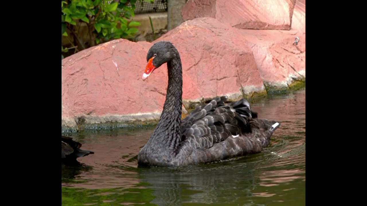 2022 Pauline Wong&rsquo;s video. Black & White Swan