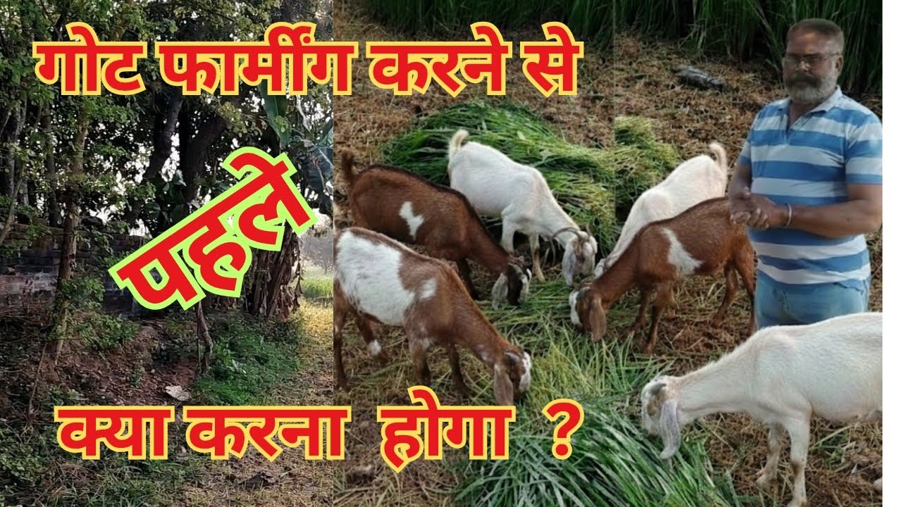 बकरी पालन में👉बहुमुखी योजना 