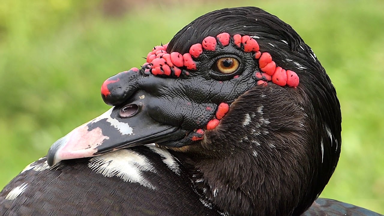 fauna sertaneja PATO DOMÉSTICO HÍBRIDO OLHAR ave aquática fazenda sítio brazilian brazil
