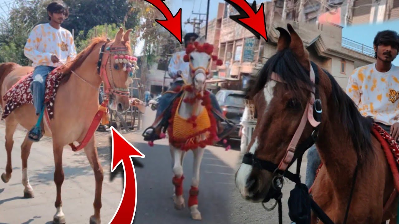 આજે ૩ ઘોડી ની રાઈડ કરી 😱