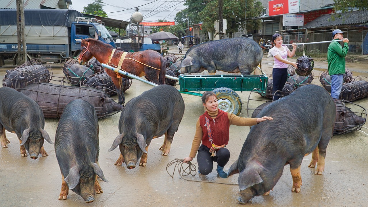 Harvest Many Large Pigs at the Farm, Each Weighing Over 100+kg, Goes To Countryside Market Sell