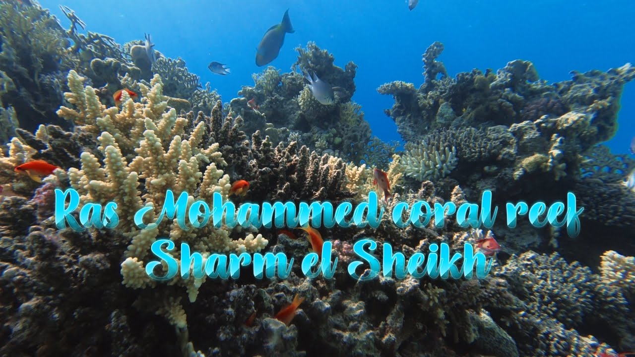Sharm el Sheikh, Ras Mohammed coral reef/Parco Nazionale marino/Egitto