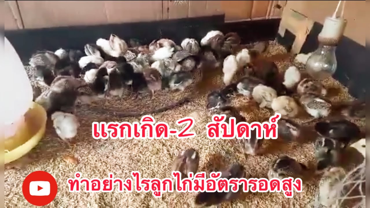 วิธีอนุบาลลูกไก่ เเรกเกิด - 2 สัปดาห์ อัตราการรอดสูง ลูกไก่สมบูรณ์เเข็งเเรง #เลี้ยงไก่บ้าน #ไก่บ้าน