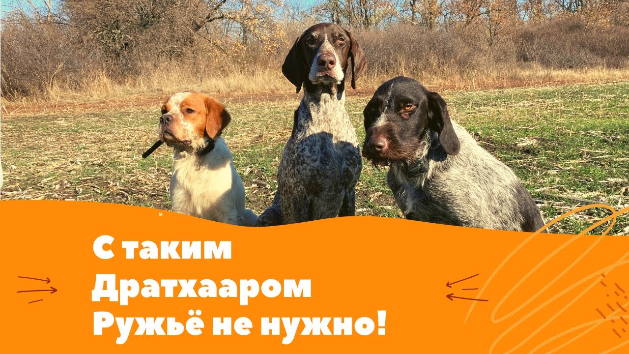 С такой СОБАКОЙ РУЖЬЕ не нужно! Охота на ФАЗАНА с ДРАТХААРОМ!