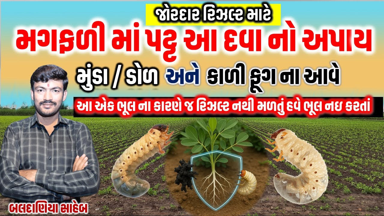 મગફળી અને સોયાબીન ને કઈ દવા નો પટ આપવા થી ઉગાવો સારો થાય? મુંડા અને કાળી ફૂગ માટે પટ ની કઈ દવા આવે