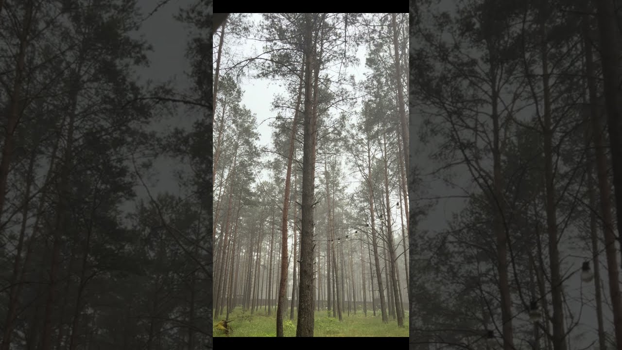 Rainy day in the forest 🌳⛈️ #rain #thunder #nature #4k