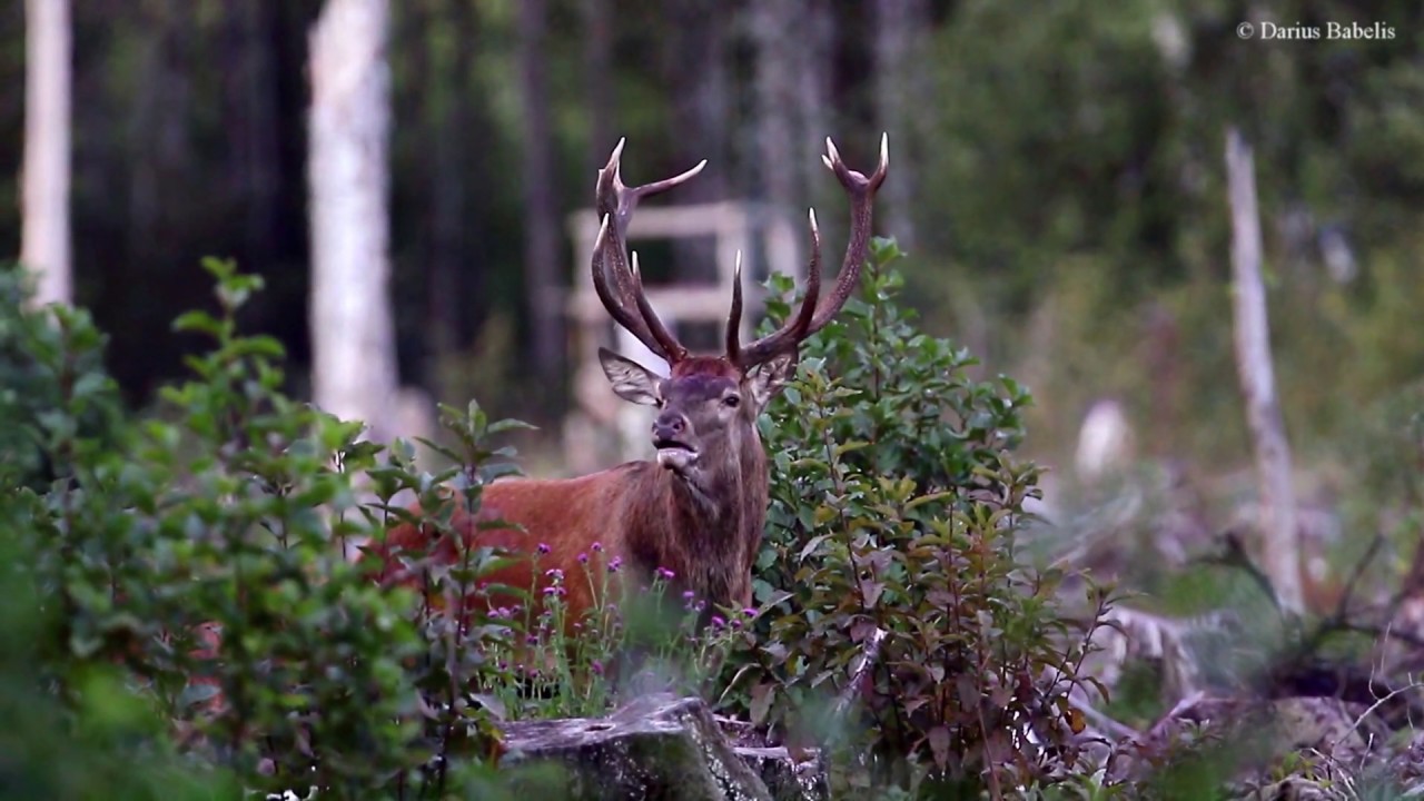 Taurusis elnias (Cervus elaphus)