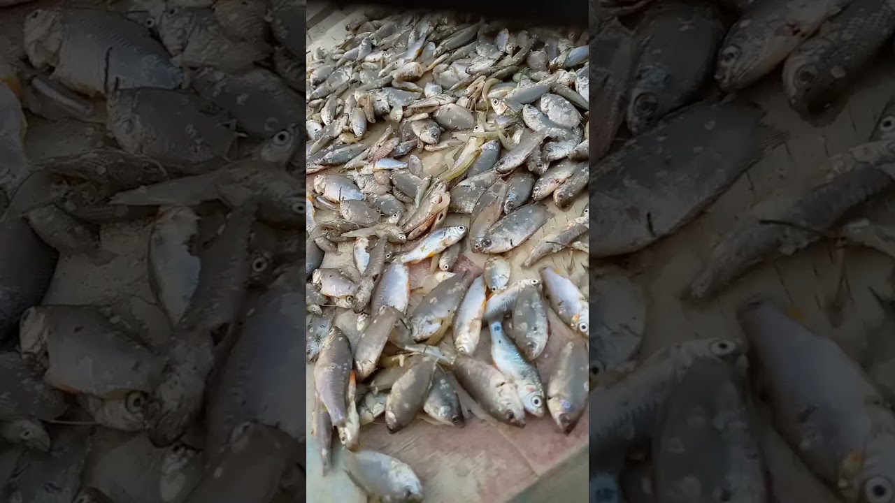 tarika, Machli sukhane ka asan tarika, Machli kaise sukhai jati he, Sukha machli kaise banta