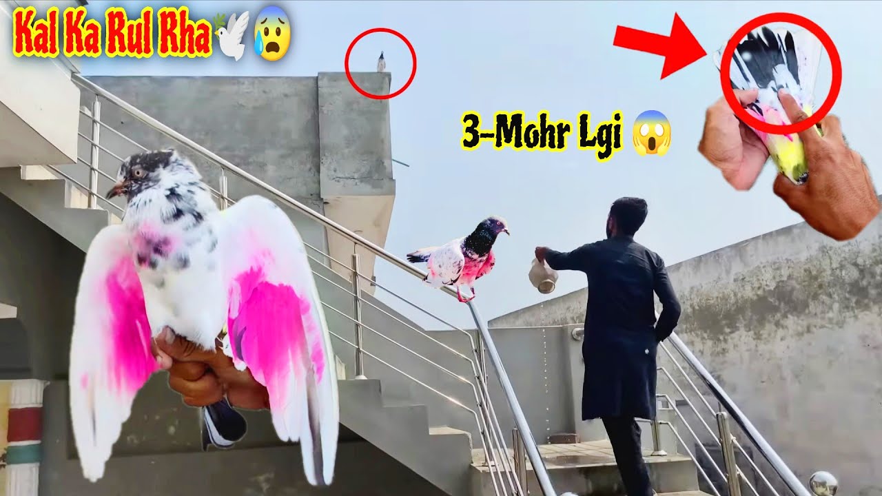 3_В Море🕊️ главный голубь был вырван из рук Дилавара🫳😁
