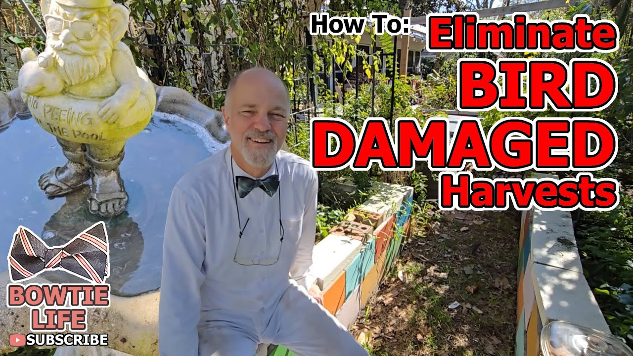 6 Steps How to Eliminate Bird Damaged Crops in Your Garden. #growyourownfood #plants #gardeningtips