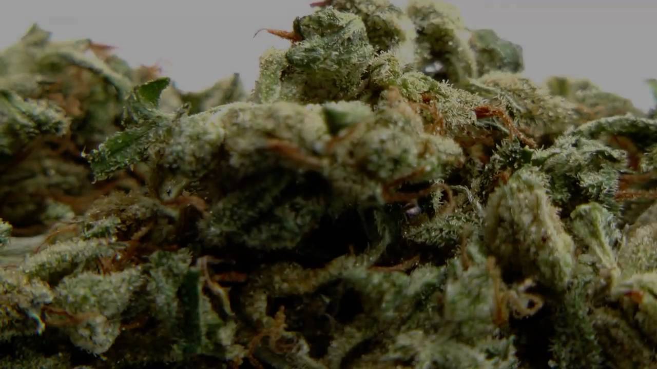 Macro Pictures of Casey Jones Weed (Slideshow)