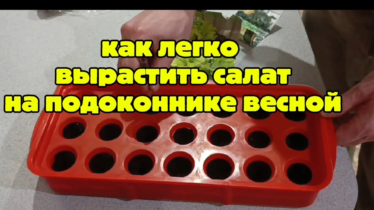 Как легко и просто посадить салат на зелень. Весной на своём подоконнике