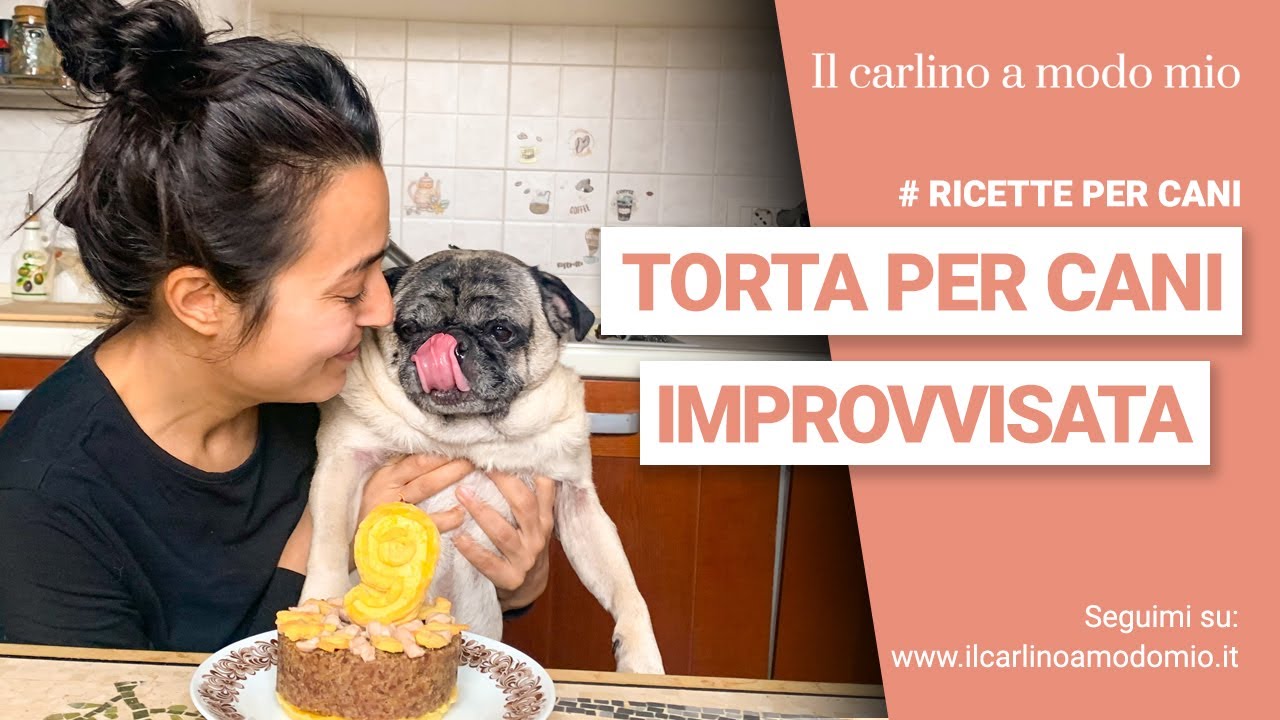Torta per cani improvvisata!