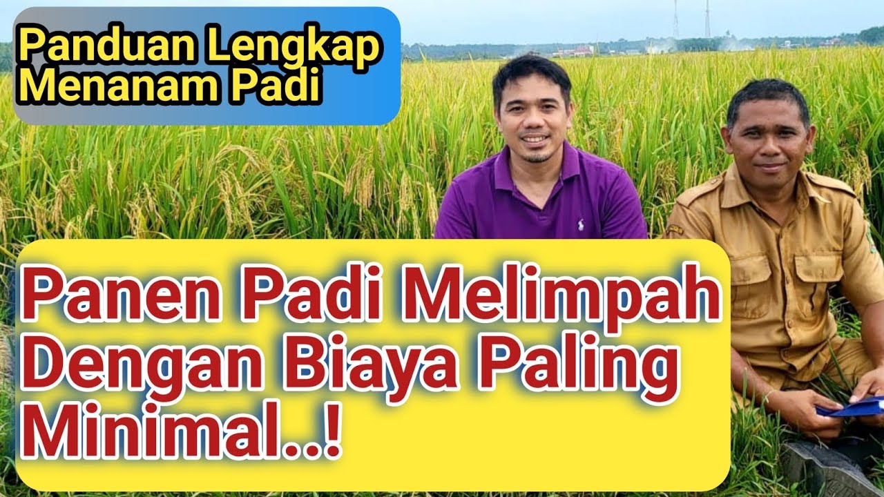 PANDUAN LENGKAP..! Agar Panen Padi Melimpah Dengan Modal Paling Minimal..! Cara mudah menanam padi,