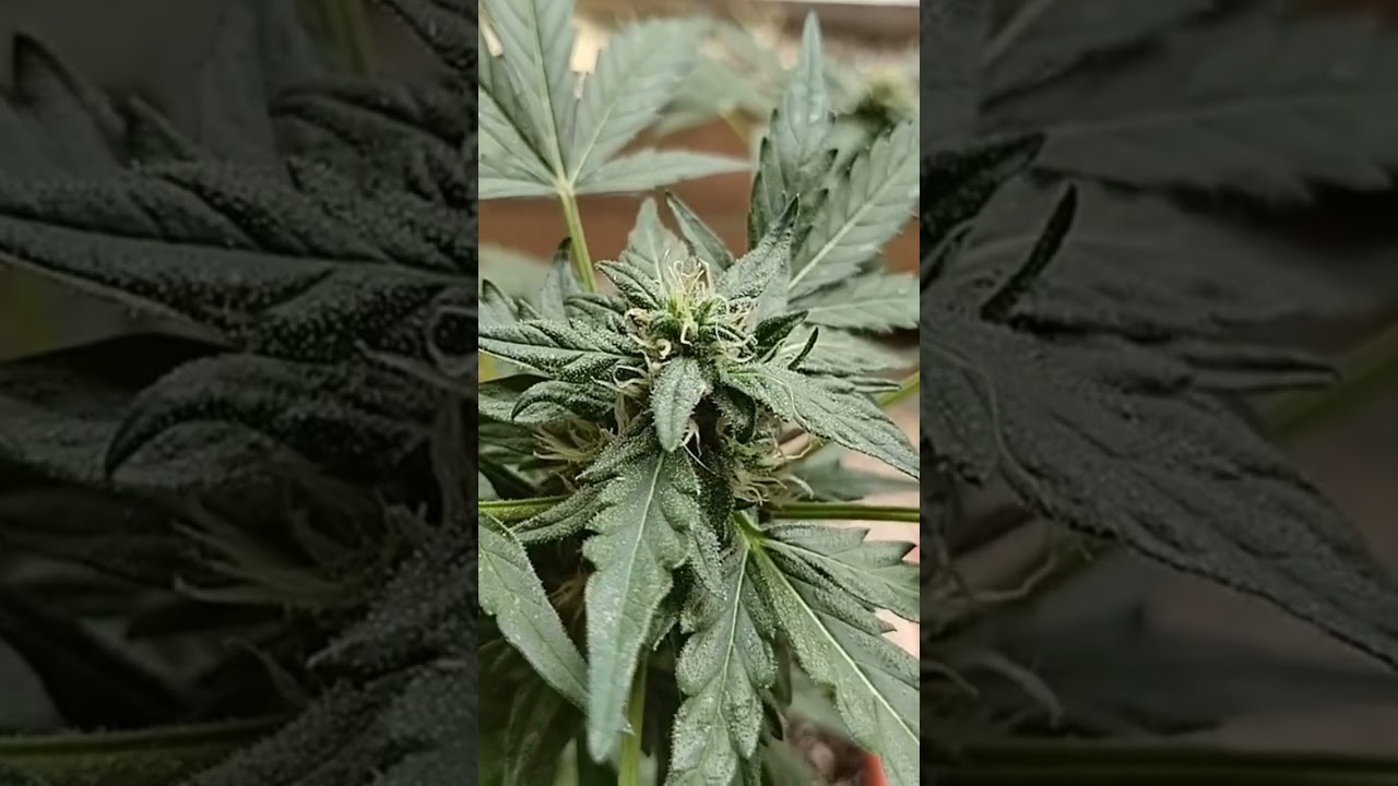 SEMANA 4 FLORACI&Oacute;N❗💚 #MIMOSAXORANGEPUNCH