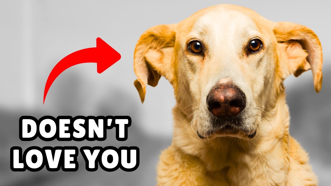 10 Signs Your Dog Doesn’t Love You (Even if You Think They Do)
