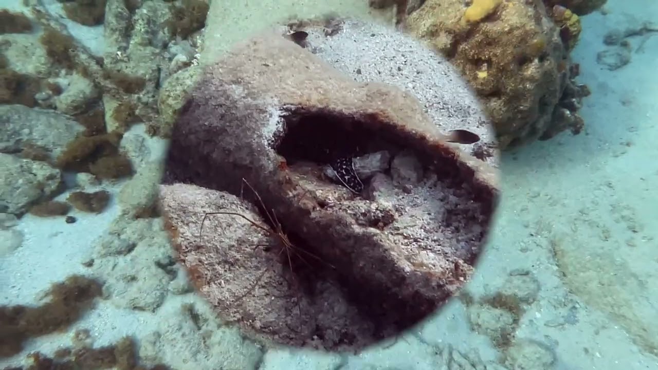 Afternoon snorkeling