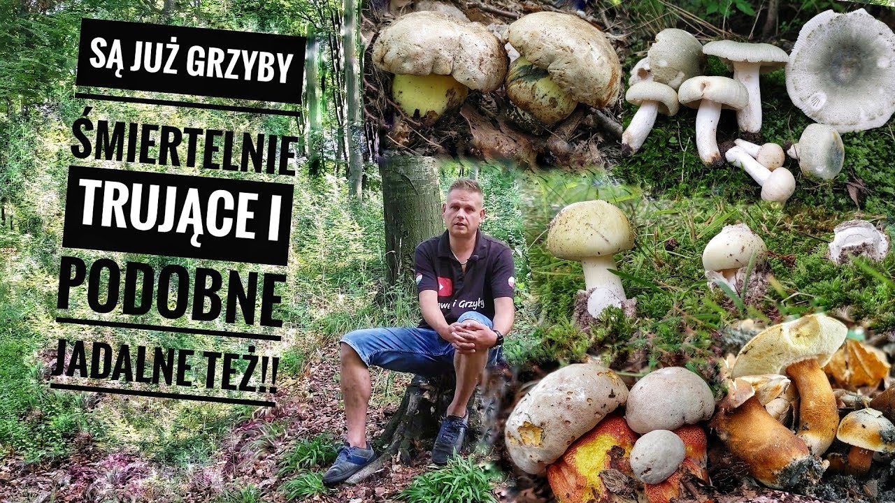 Uważajcie - już rosną, Grzyby śmiertelnie trujące! Są też podobne jadalne.