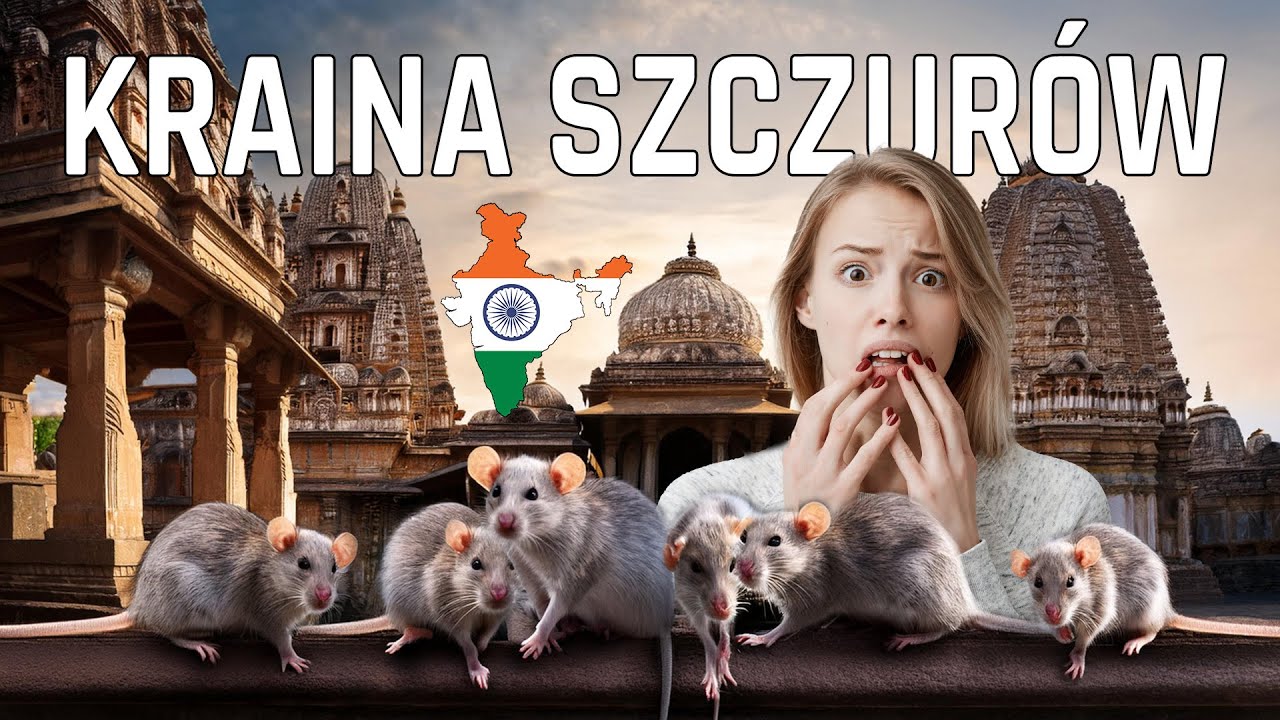 🇮🇳 Indyjska świątynia szczurów: Kult, chaos i święte gryzonie! RAJASTHAN #15