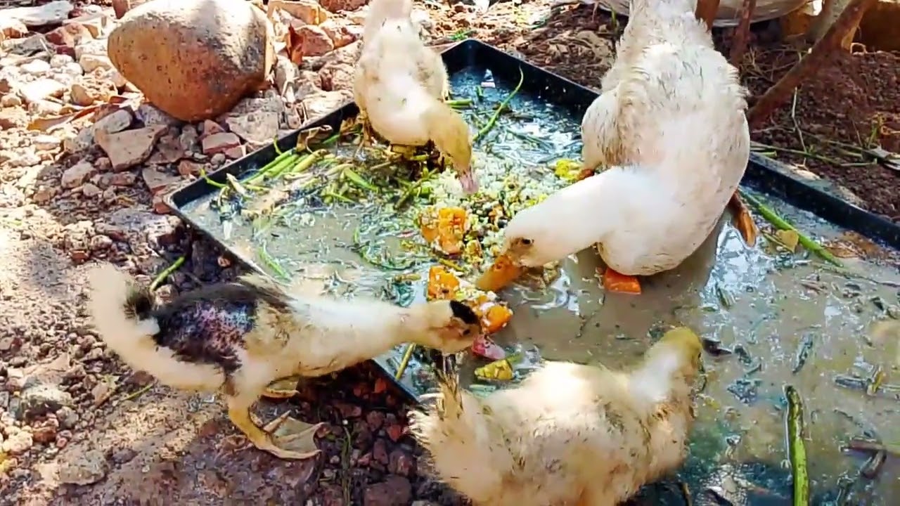 VLOG PERKAMPUNGAN PAGI HARI MEMBERI MAKAN BEBEK