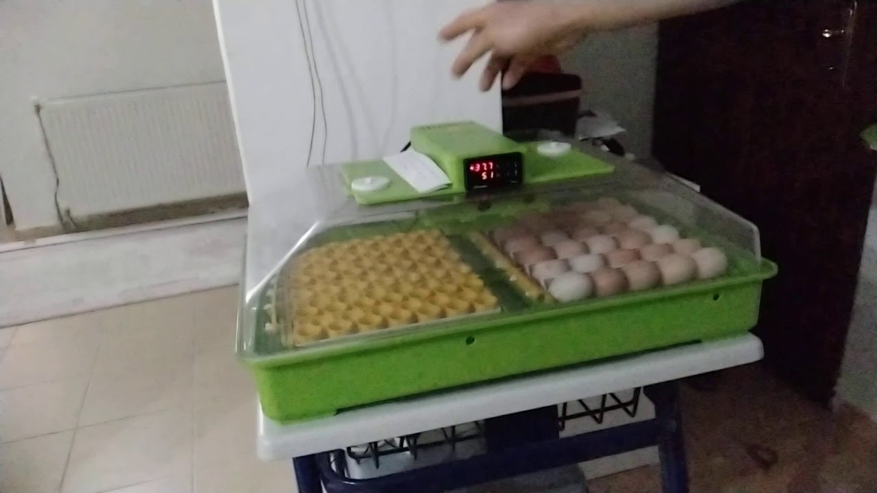 Cimuka pd_60SH kuluçala-1