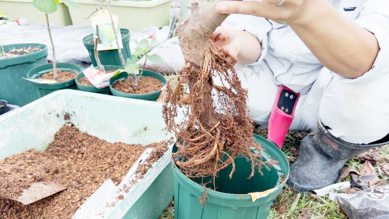 【初心者必見！】イチジクの鉢植えの方法！植え替え！ホームセンターから買ったあとの手入れ！【鹿沼土は使いません】【赤土】【弱アルカリ性】【pH】How to plant figs in pots!