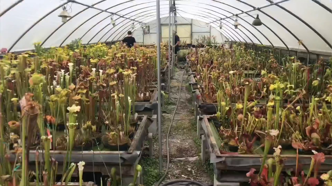 Jerry Addington, The Sarracenia Wizard