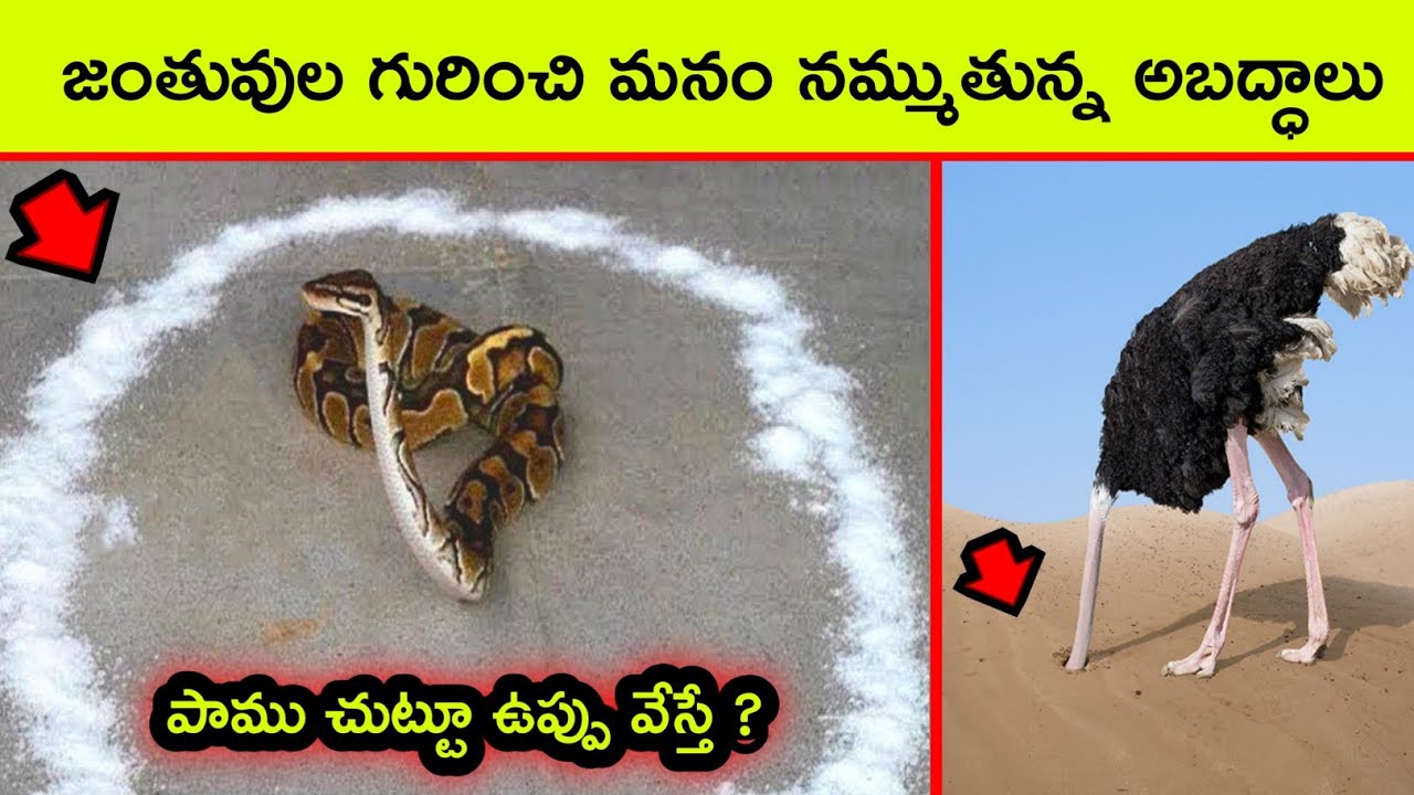 Snake in salt circle | Interesting and Amazing facts | BMC facts | Chalapathi BMC | Telugu