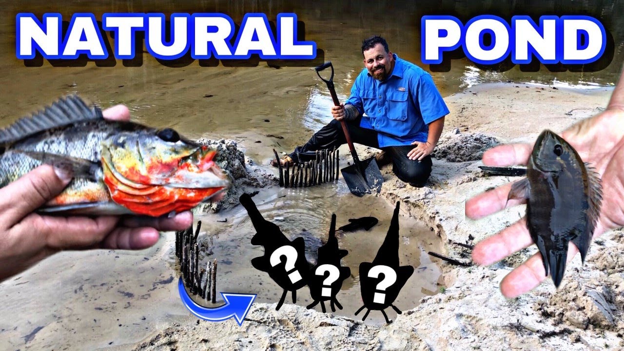 FIRST DIY NATURAL POOL POND AQUARIUM IN THE AMAZON  (What pond monsters did we catch?)