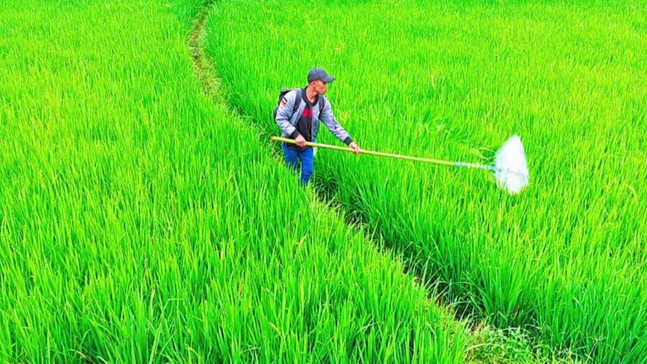 3 hari berpetualang dan berburu makanan disawah dikebun dan dihutan