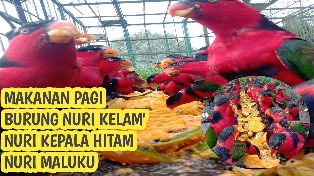 MAKANAN BURUNG NURI BIAR JINAK DAN SUARA GACOR
