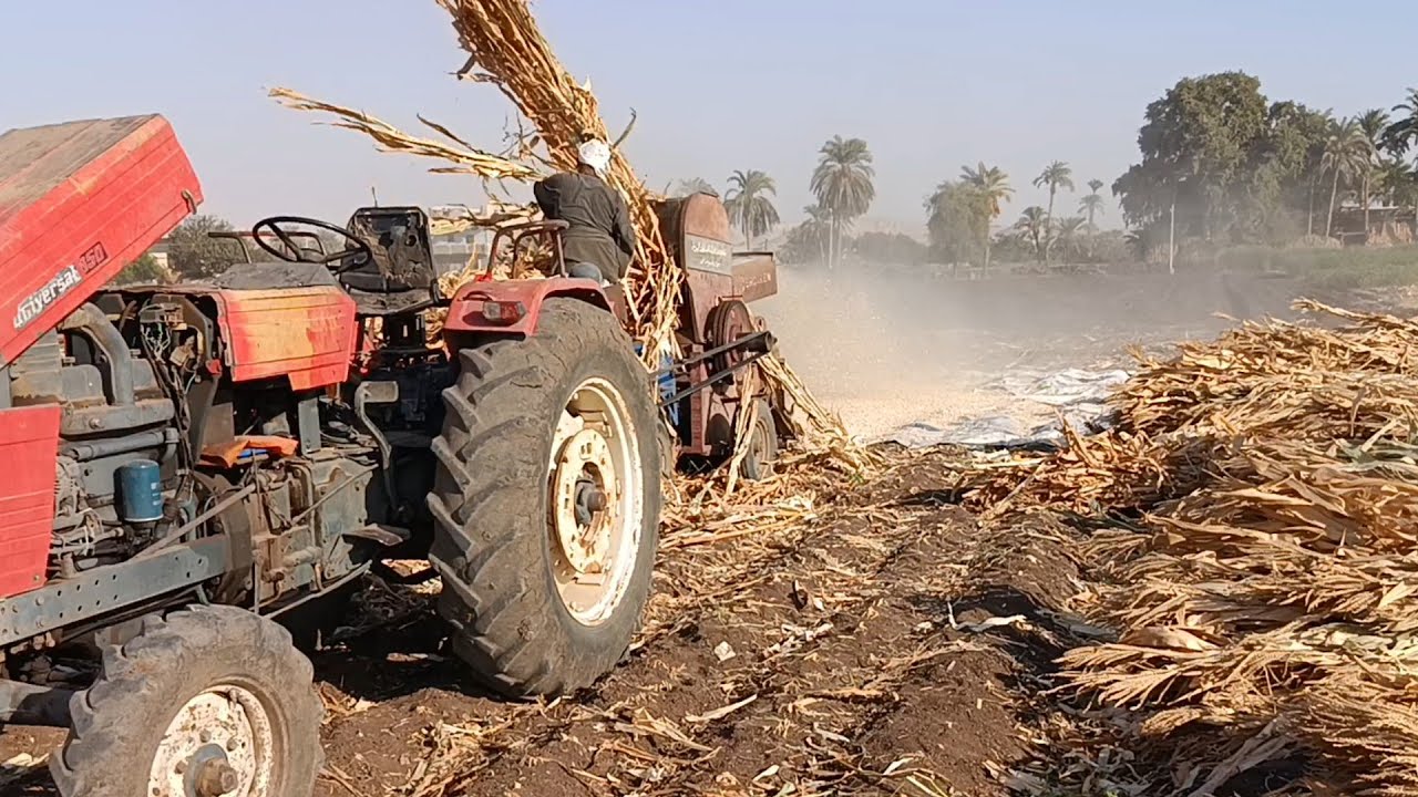 تبن بوص الذرة الشامية دريس بوص الذرة الشامية اعرف كل التفاصيل 