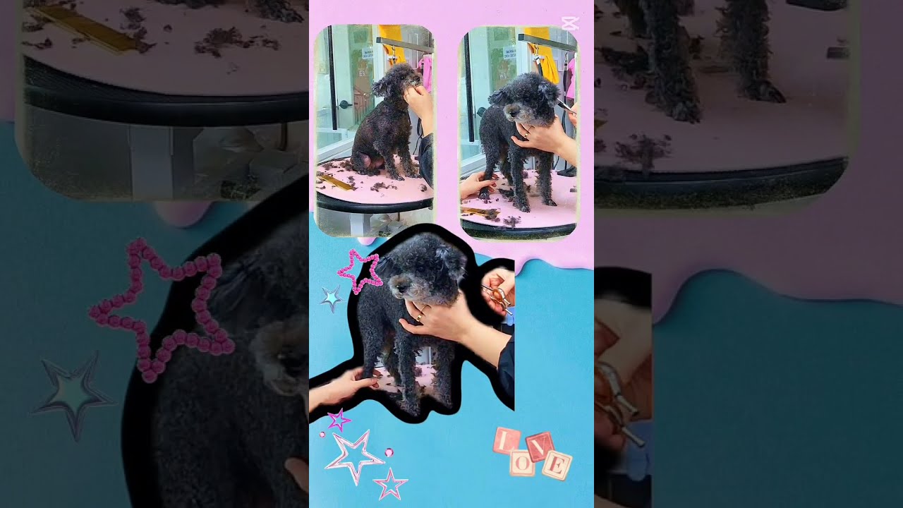 해리야~미용받느라 고생했어~인형같은애기😍