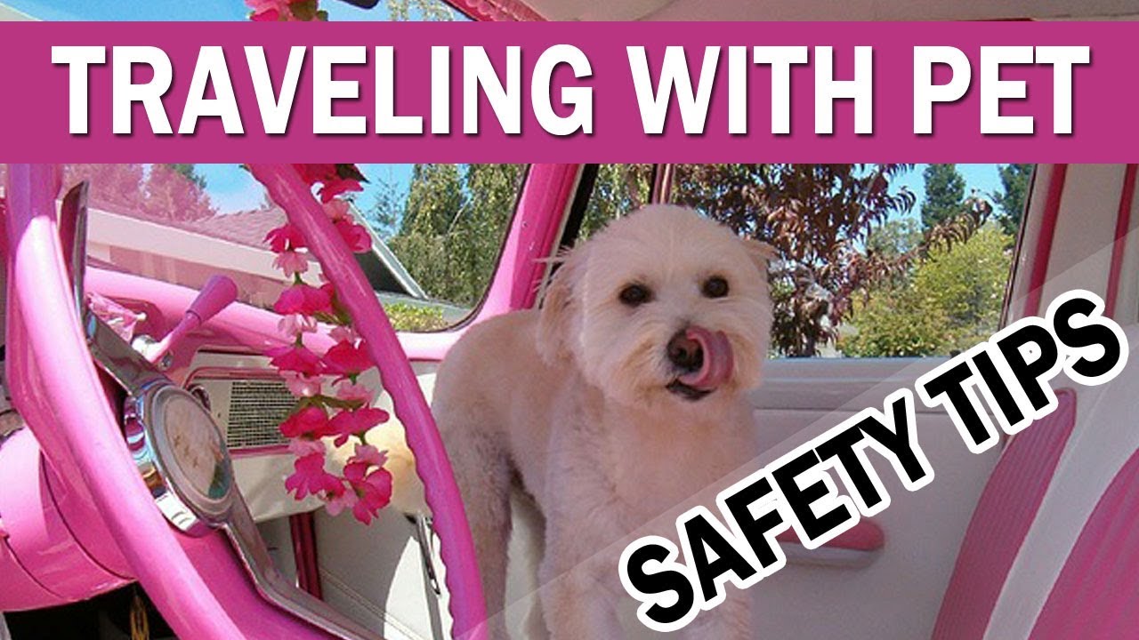 OMG! Traveling with Dog or Cat - Pet Safety Travel Tips 2018