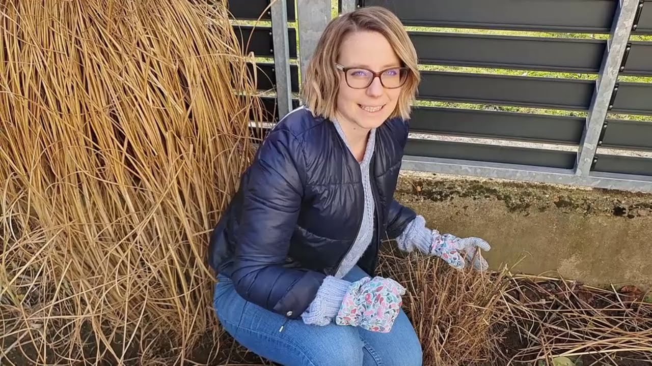 Pampafű tavaszi visszametszése