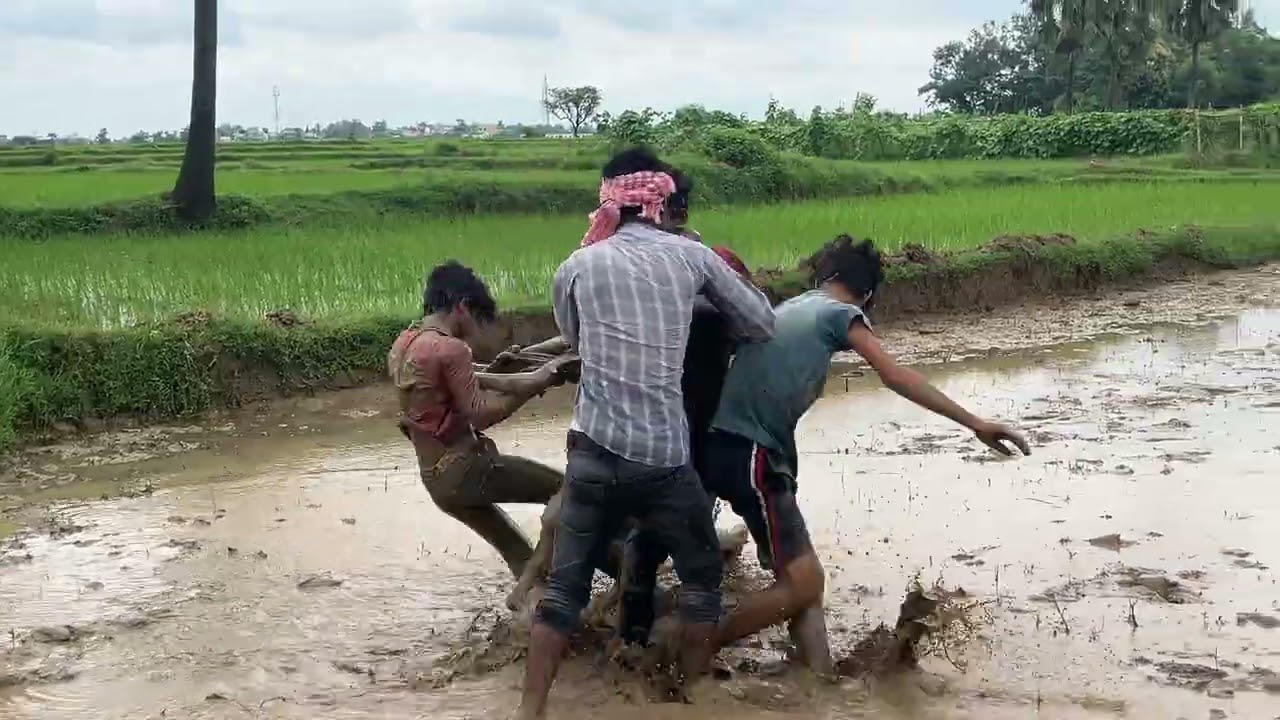 মোড়ল VS চাষী shooting #comedy #funny #viral #shortvideo #shootingtime #short