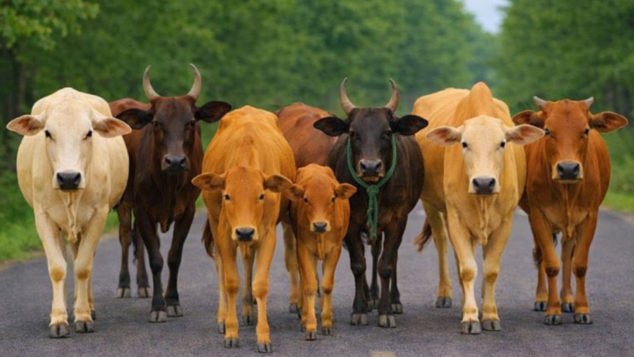 Aktivitas Mengiring Sapi Lembu  Menuju Ke Kandang Peternakan Hewan Ternak sapi - Suara sapi moo