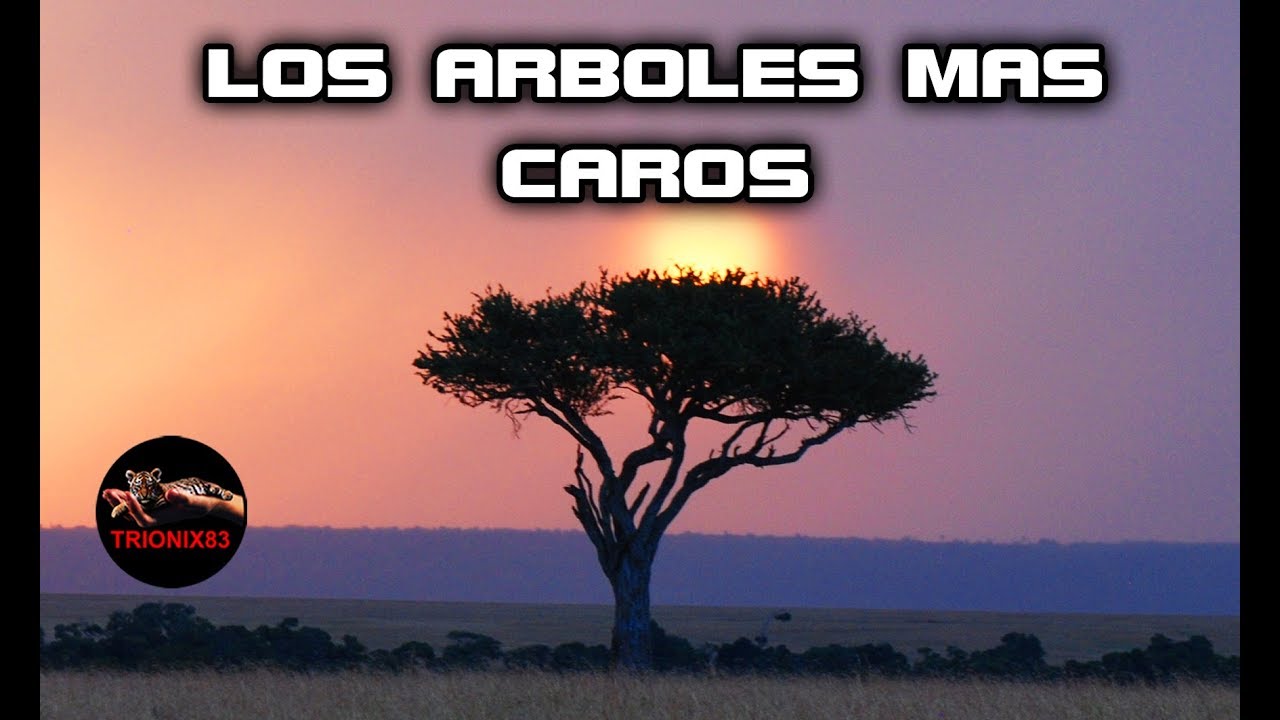 Las maderas mas caras del mundo ¿CUALES SON LOS ARBOLES MAS CAROS DEL MUNDO?