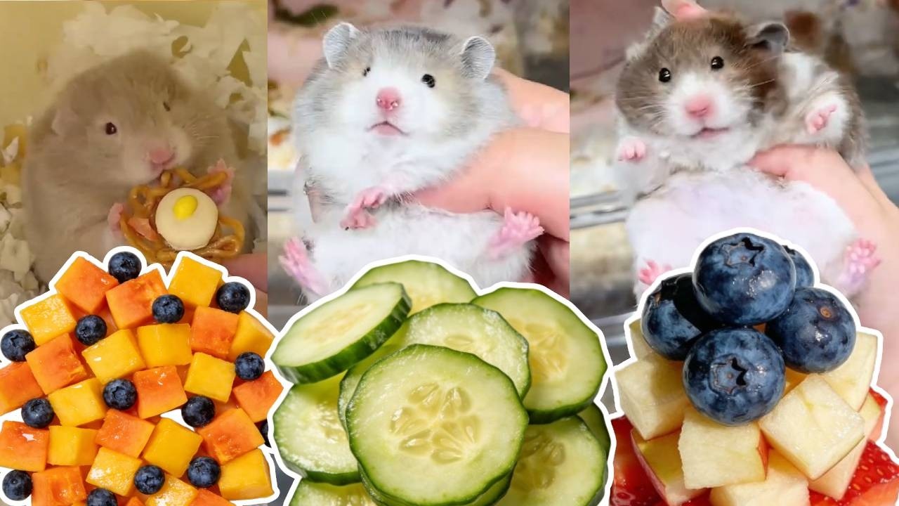 今天給鼠鼠製作迷你方便面啦！快進來看看鼠月嫂做的方便麵好吃嗎？🐹【一只笨鼠】#仓鼠 #pets #hamster #food #cute #animals #cake(宠物专用食品)