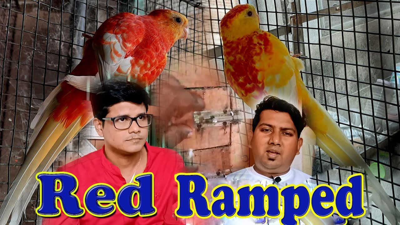 Red Ramped parakeet massive information share Prasenjit da (Kolkata Lovebirds)