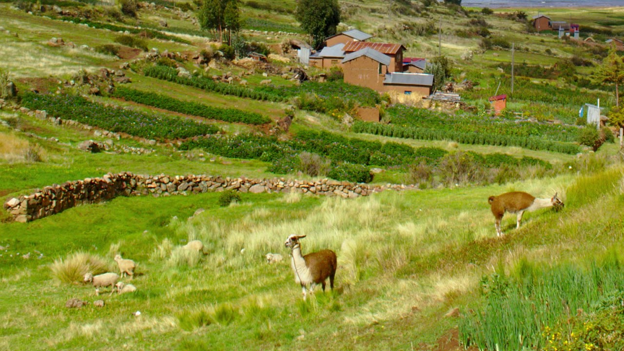Conima