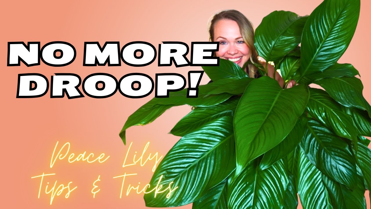 9 PEACE LILY Care Tips you NEED to Know 🌱
