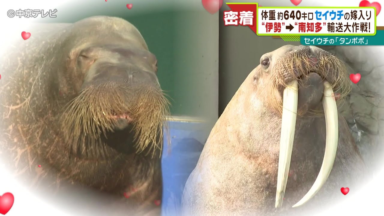 【セイウチの嫁入り】伊勢→南知多輸送大作戦！セイウチの「タンポポ」