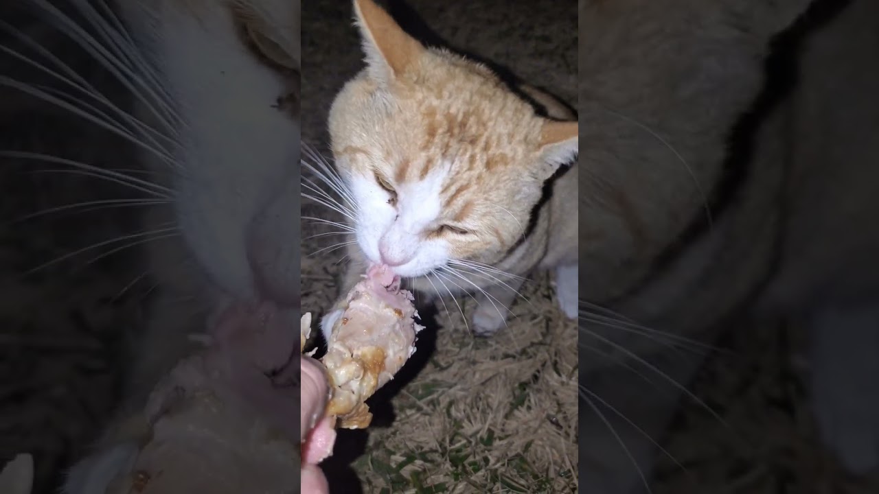 ANGRY DINNER