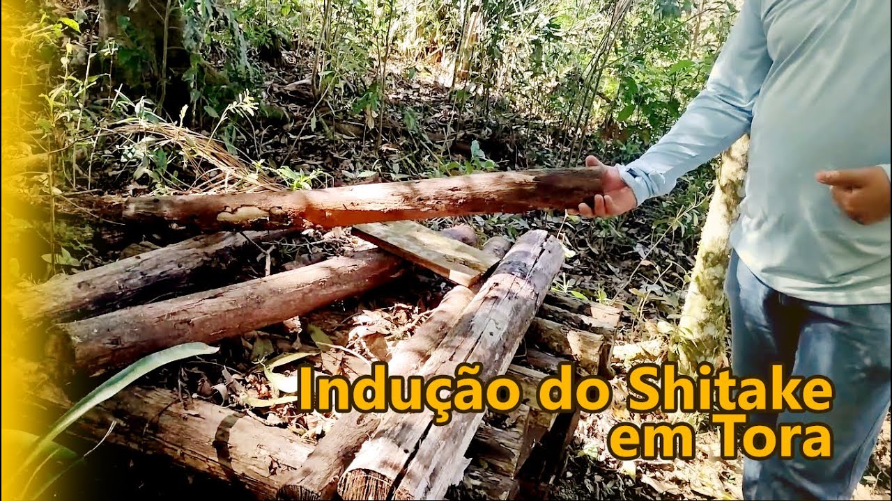 Como fazemos a indução das toras de shitake