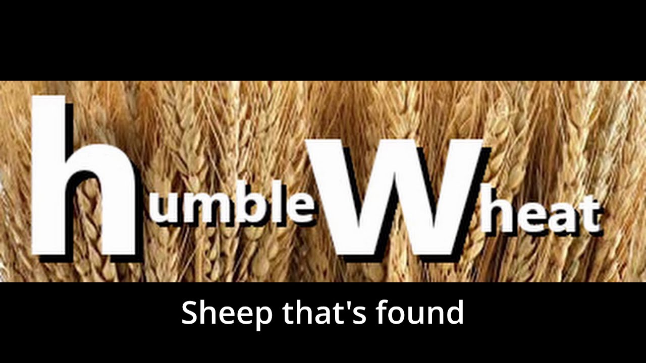 Sheep that's found