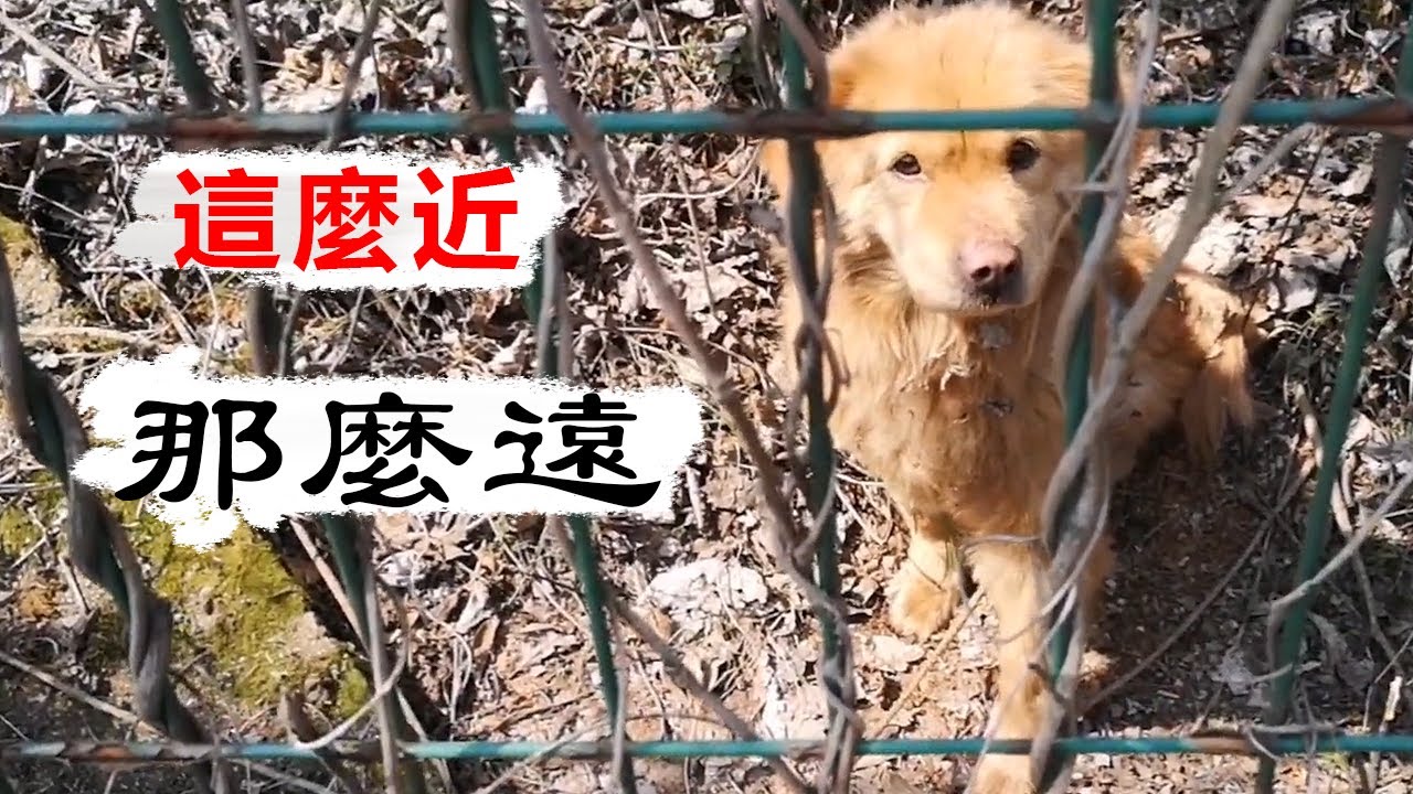 高速公路護欄外來了一隻受傷的小金毛犬，幾天的照顧卻換不來它的心...